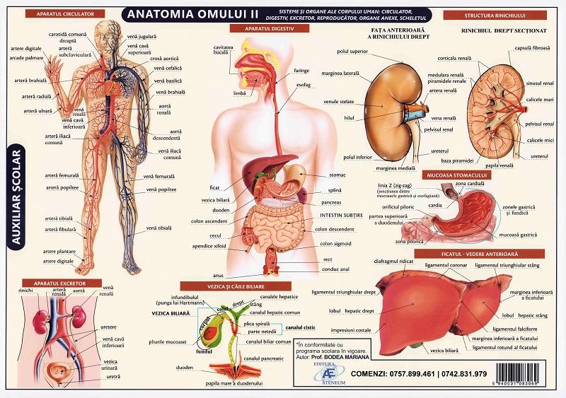Planșă anatomia omului II, Bodea Mariana – copertă