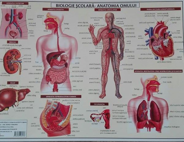 Cartea Plansa Biologie scolara - Anatomia omului