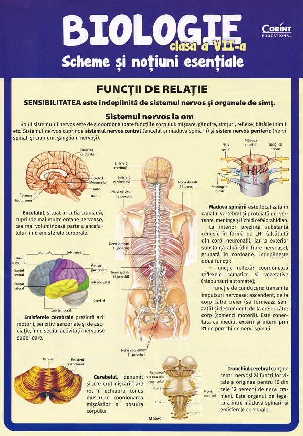 Cartea Biologie - Clasa 7 - Scheme și noțiuni esențiale de Camelia Manea, Iuliana Tanur, Silvia Olteanu