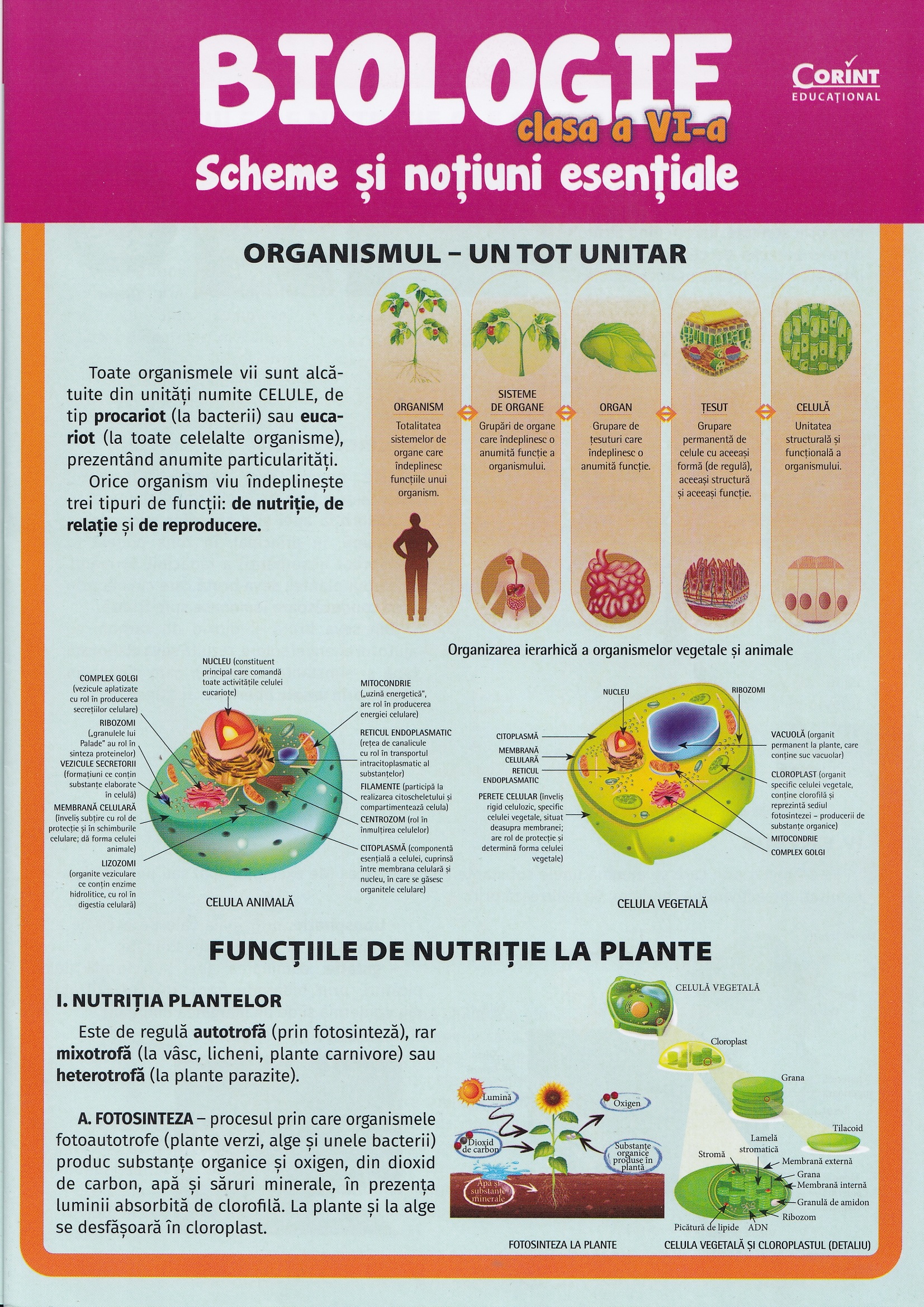 Cartea Biologie - Clasa 6 - Scheme și noțiuni esențiale de Camelia Manea, Iuliana Tanur, Silvia Olteanu