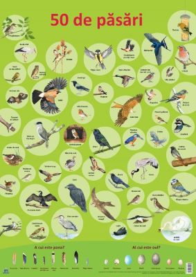 Plansa: 50 de pasari | Cărți despre păsări
